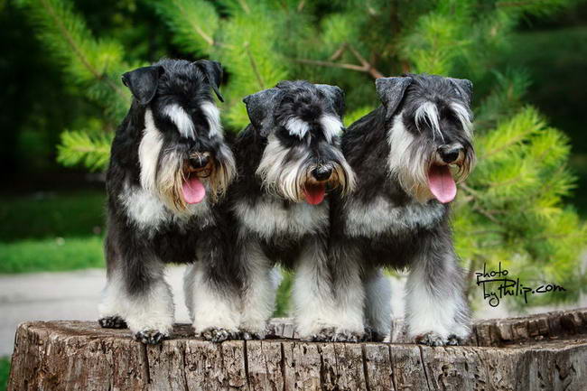 House Kazak miniature schnauzer patuljasti snaucer