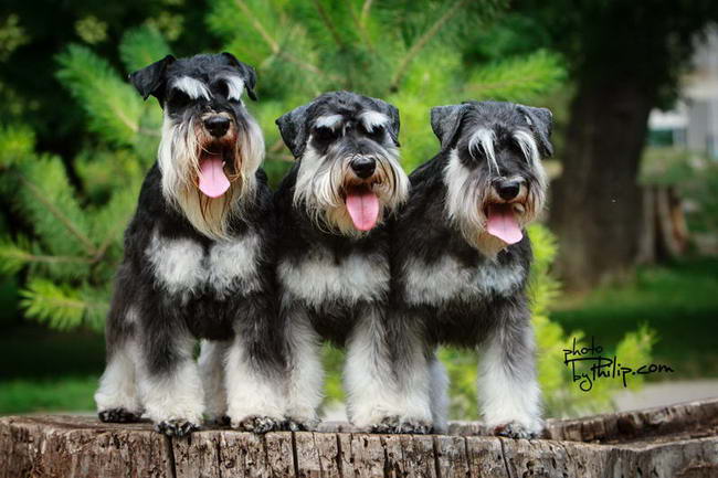 House Kazak miniature schnauzer patuljasti snaucer