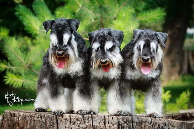 House Kazak miniature schnauzer patuljasti snaucer