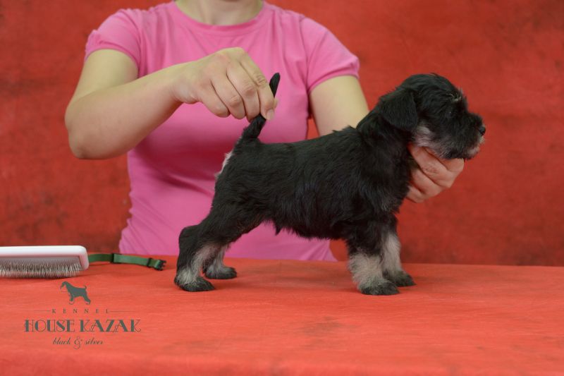 miniature schnauzer patuljasti snaucer
