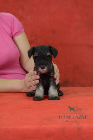 miniature schnauzer patuljasti snaucer