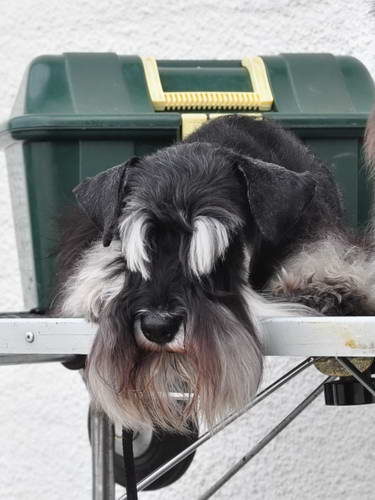 House Kazak miniature schnauzer patuljasti snauce