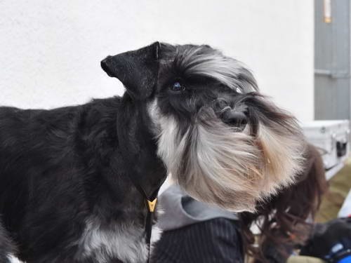 House Kazak miniature schnauzer patuljasti snauce