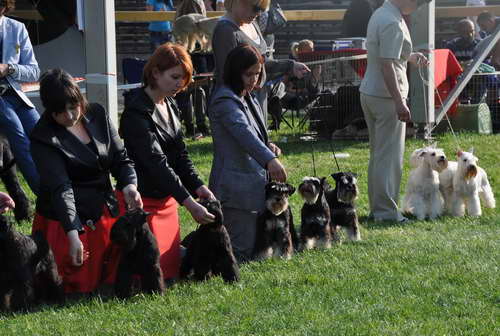 House Kazak 
