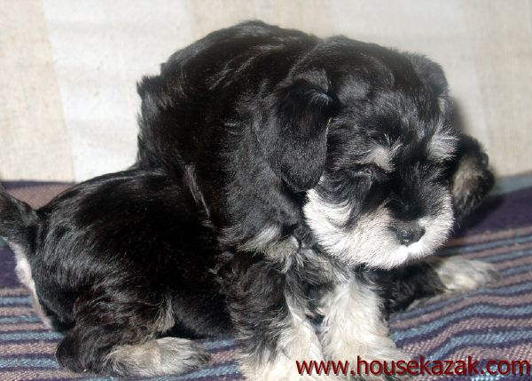 puppy - stene