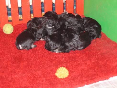 puppy - stene