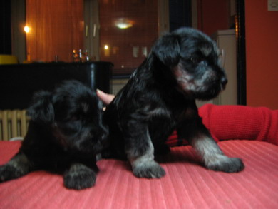 puppy - stene