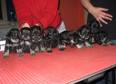 puppy - stene
