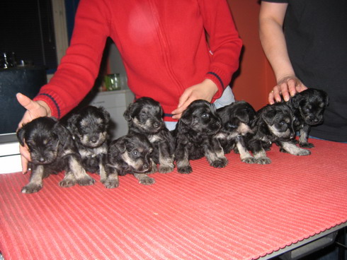 puppy - stene
