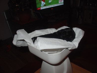 puppy - stene