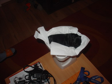puppy - stene