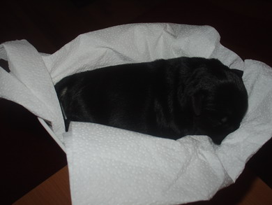 puppy - stene