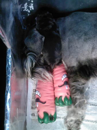 puppy - stene
