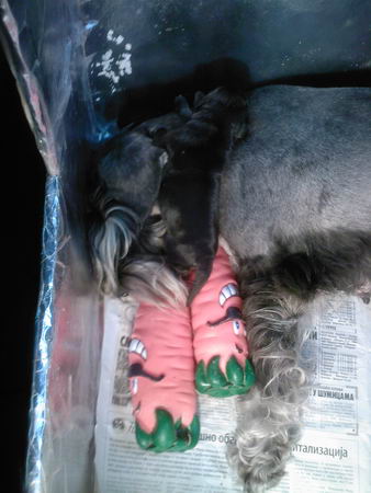 puppy - stene